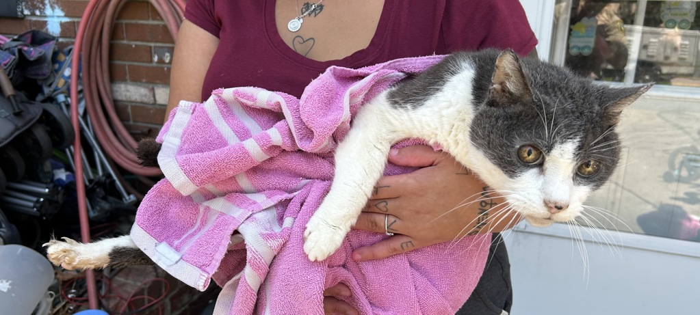 Shelter Stray Male Cat last seen Near John Hancock Drive, VIRGINIA BEACH, VA, 23452, 341 S Birdneck Rd, Virginia Beach, VA 23451, USA