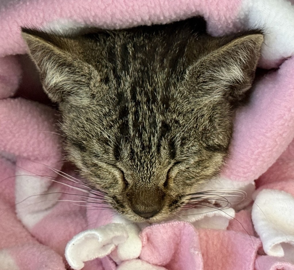 Shelter Stray Male Cat last seen Near National Dr., Greenville Ave, Parking Lot for Topcon and Mancinis, LIVERMORE, CA, 94550, 8323 Baldwin St, Oakland, CA 94621, USA