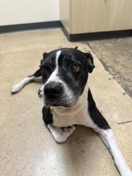 Found/Stray Male Dog last seen Ou College of allied health, Oklahoma City, OK 73117