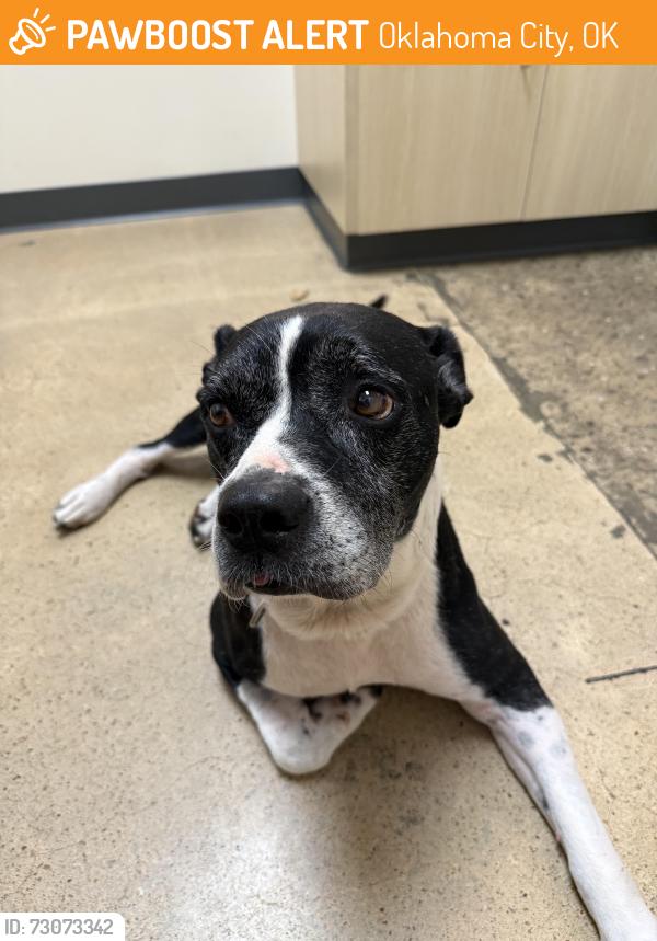 Found/Stray Male Dog last seen Ou College of allied health, Oklahoma City, OK 73117