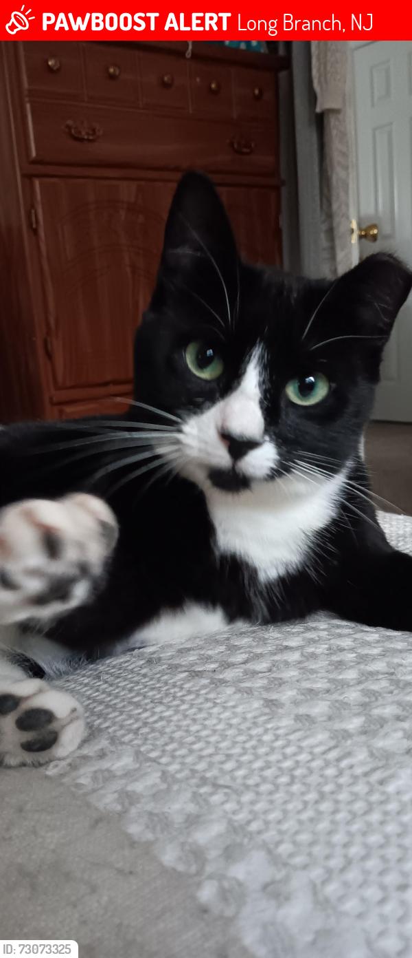 Lost Female Cat last seen Elberon Train Station , Long Branch, NJ 07740