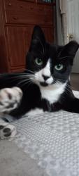 Lost Female Cat last seen Elberon Train Station , Long Branch, NJ 07740