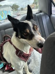 Found/Stray Female Dog last seen Normandie Avenue and 36th Pl, Los Angeles, CA 90018