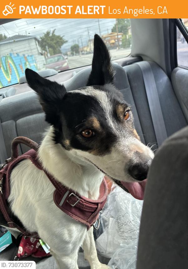 Found/Stray Female Dog last seen Normandie Avenue and 36th Pl, Los Angeles, CA 90018