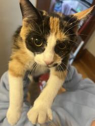 Lost Female Cat last seen Minnehaha and Earl Street, Saint Paul, MN 55106