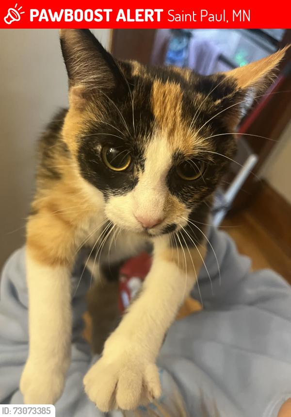 Lost Female Cat last seen Minnehaha and Earl Street, Saint Paul, MN 55106