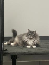 Lost Male Cat last seen Near kingsmere Cres sw, Calgary, AB T2V 2H8