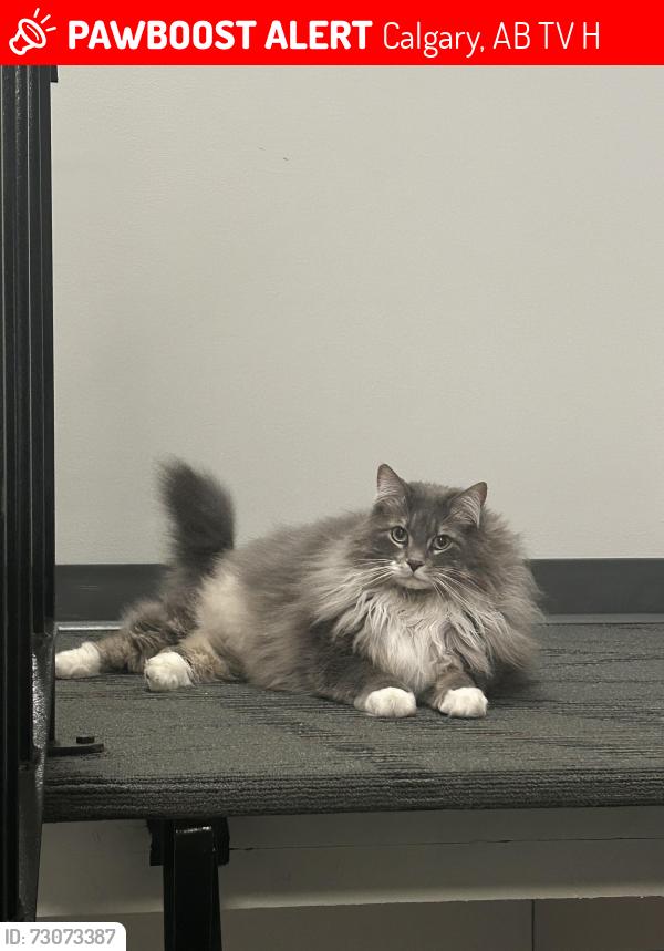 Lost Male Cat last seen Near kingsmere Cres sw, Calgary, AB T2V 2H8