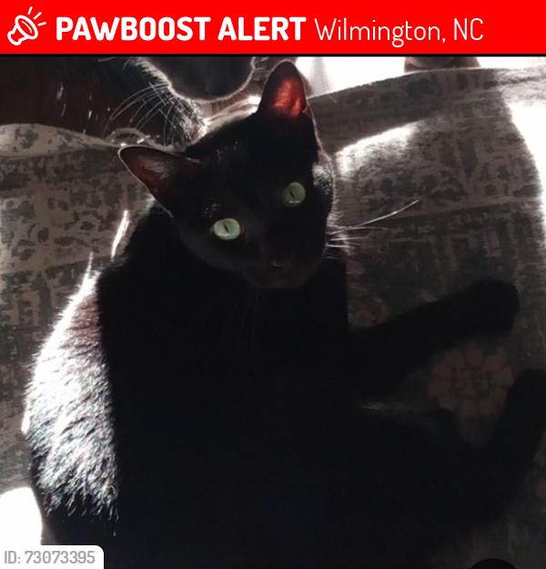 Lost Female Cat last seen Near horn rd, Wilmington, NC 28412
