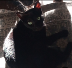 Lost Female Cat last seen Near horn rd, Wilmington, NC 28412