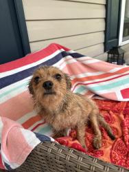 Found/Stray Male Dog last seen Running through McAdams cow field, Orange County, NC 27231