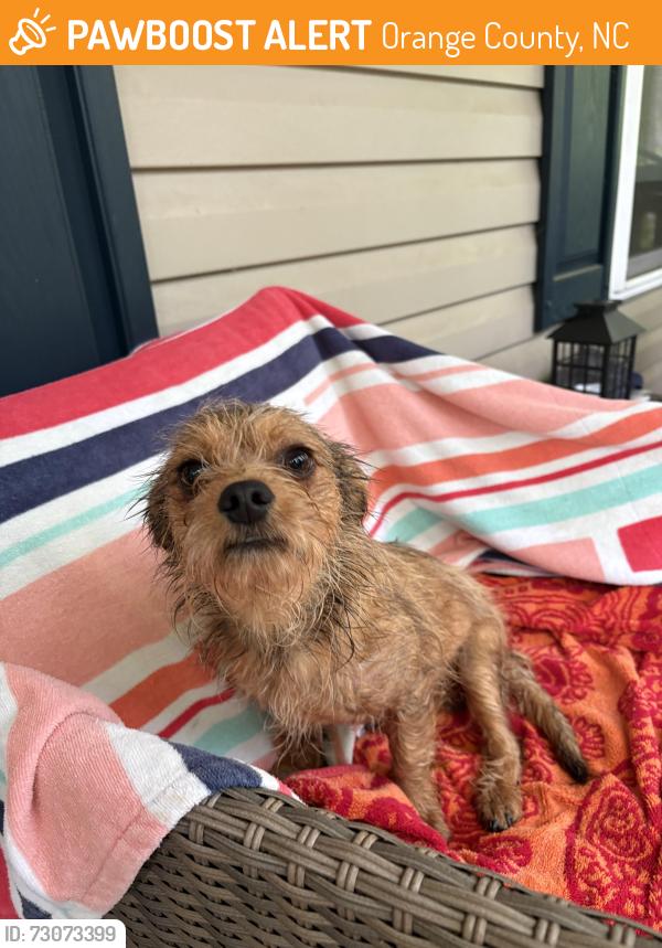 Found/Stray Male Dog last seen Running through McAdams cow field, Orange County, NC 27231