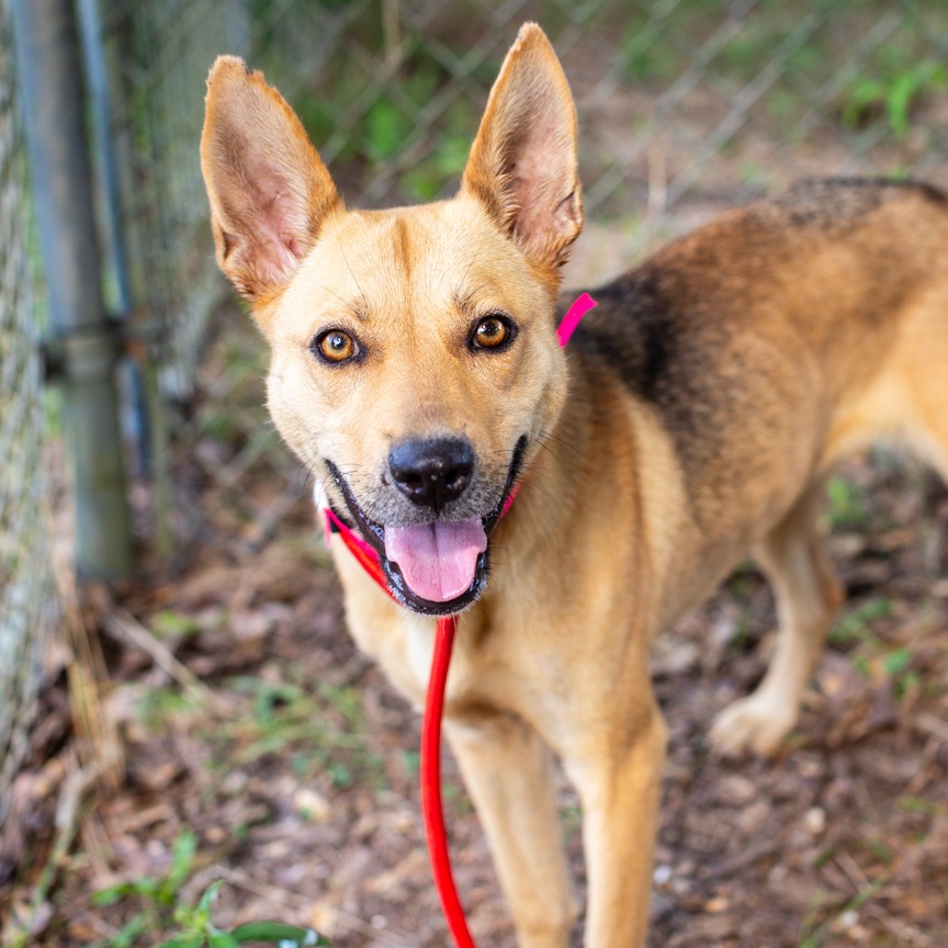 Shelter Stray Female Dog last seen , 1901 N 31st Ave, Hattiesburg, MS 39401, USA