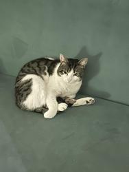 Reunited Male Cat last seen Kingswood road, Brixton Hill, England SW2 4JL