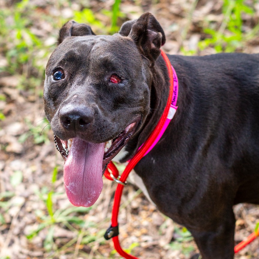 Shelter Stray Female Dog last seen , 1901 N 31st Ave, Hattiesburg, MS 39401, USA