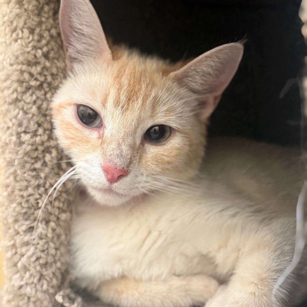 Shelter Stray Female Cat last seen , 2350 Appling City Cove, Memphis, TN 38133, USA