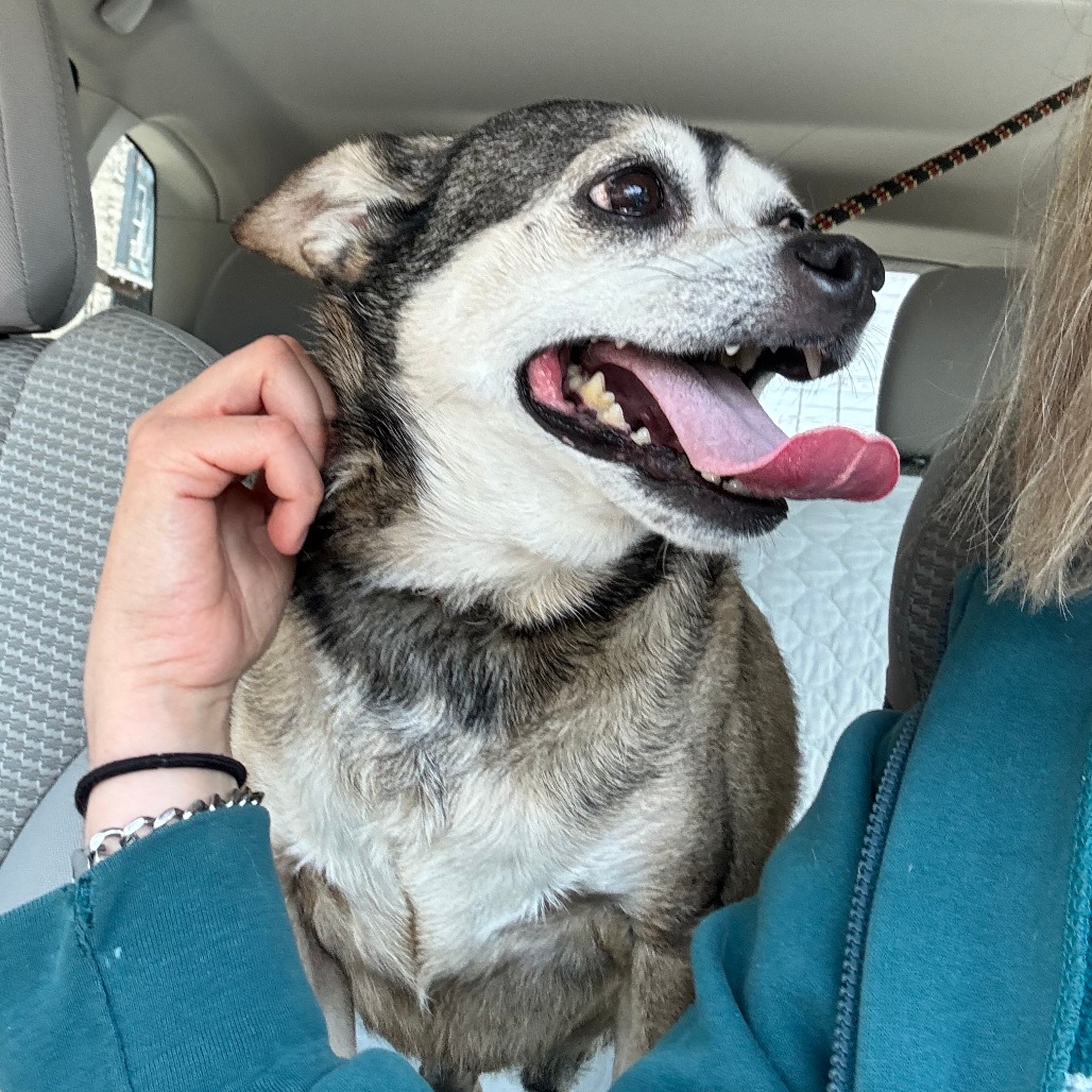 Shelter Stray Male Dog last seen , Animal Care & Control Team of Philly, 111 W Hunting Park Ave, Philadelphia, PA 19140, USA