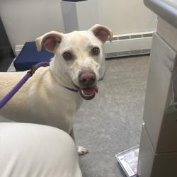 Shelter Stray Female Dog last seen , Animal Care & Control Team of Philly, 111 W Hunting Park Ave, Philadelphia, PA 19140, USA