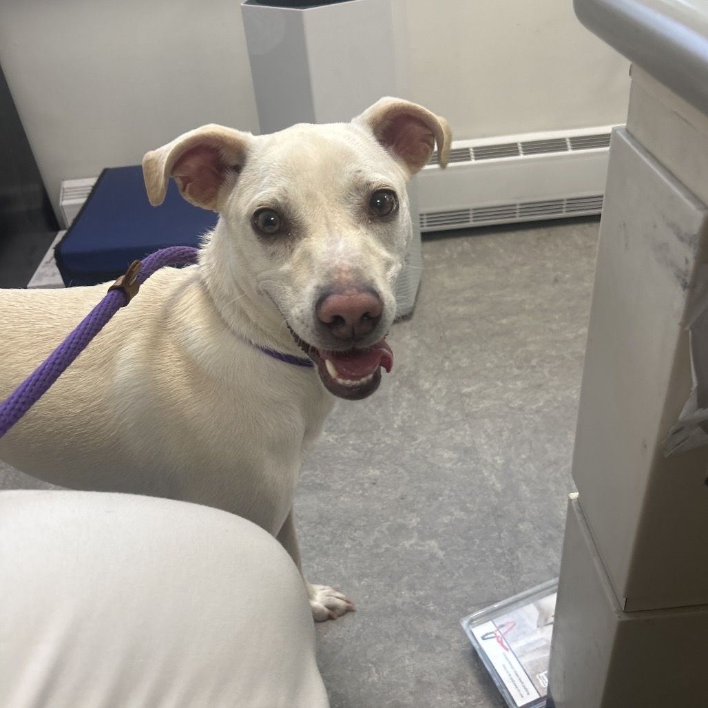 Shelter Stray Female Dog last seen , Animal Care & Control Team of Philly, 111 W Hunting Park Ave, Philadelphia, PA 19140, USA