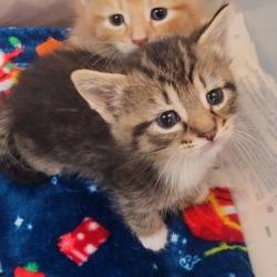 Shelter Stray Female Cat last seen , 1211 Old Graves Mill Rd, Lynchburg, VA 24502, USA