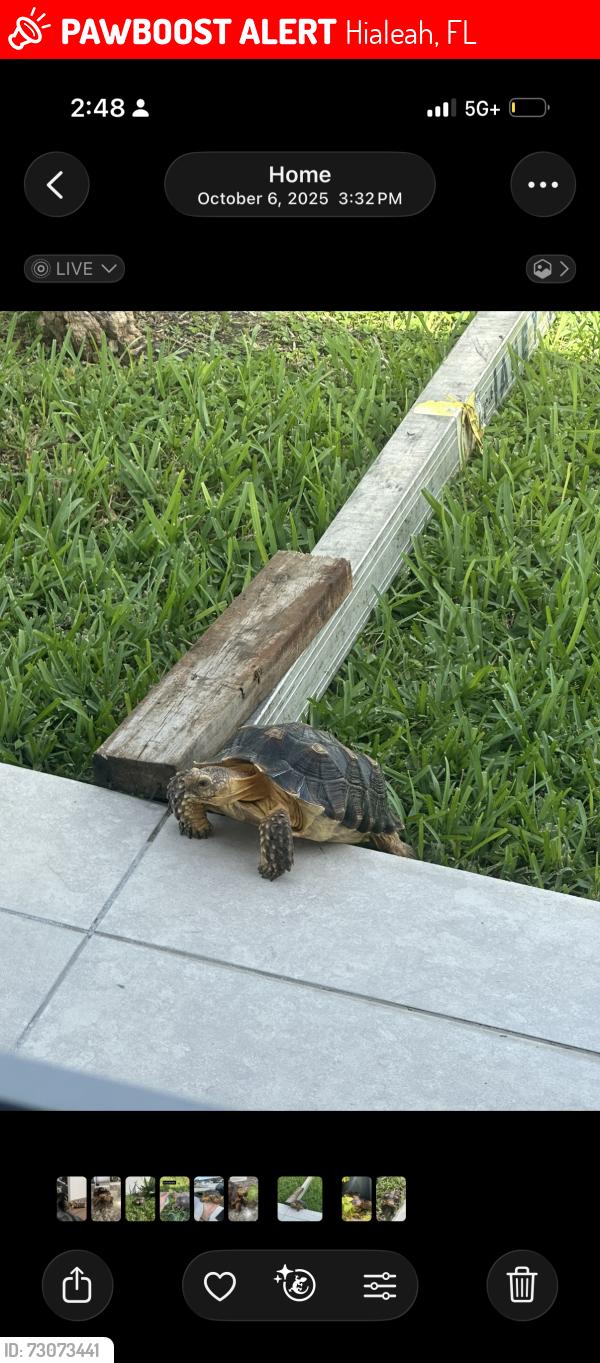 Lost Unknown Reptile last seen Lost my sulcata escaped from the hse, Hialeah, FL 33012
