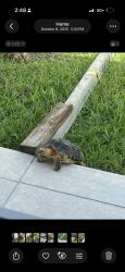 Lost Unknown Reptile last seen Lost my sulcata escaped from the hse, Hialeah, FL 33012