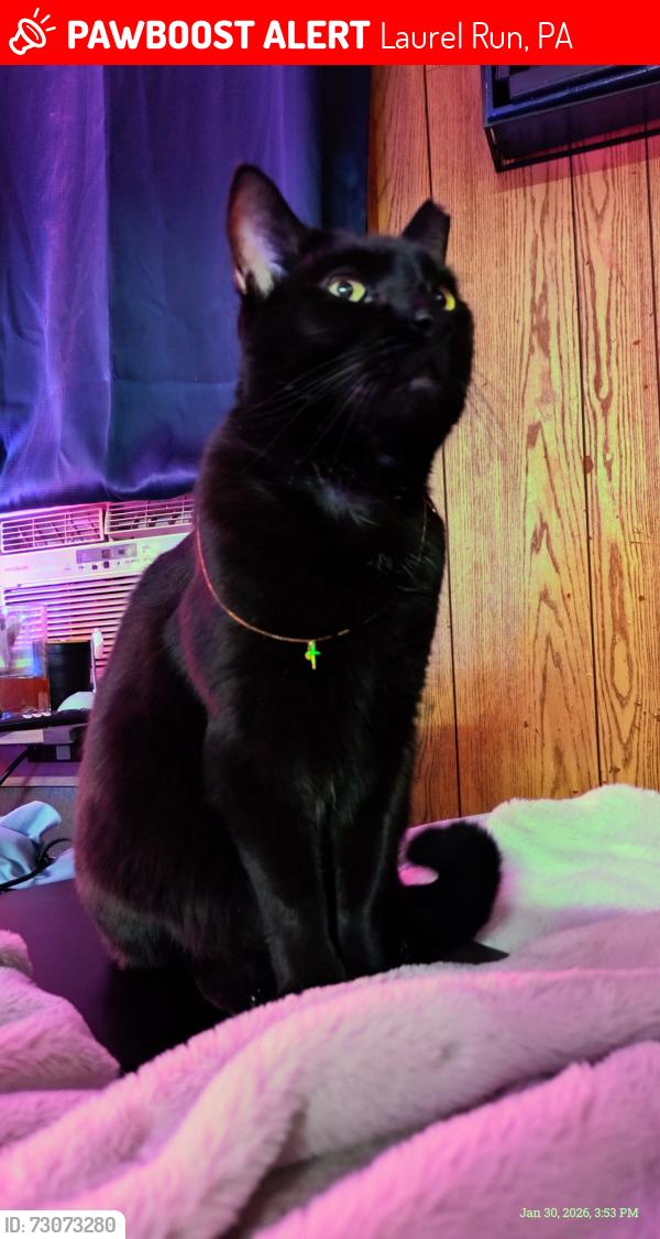 Lost Male Cat last seen Laurel Run Ln runnintg towards the big hill/rock wall that goes up to Valley View Ln, Laurel Run, PA 18706