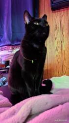 Lost Male Cat last seen Laurel Run Ln runnintg towards the big hill/rock wall that goes up to Valley View Ln, Laurel Run, PA 18706