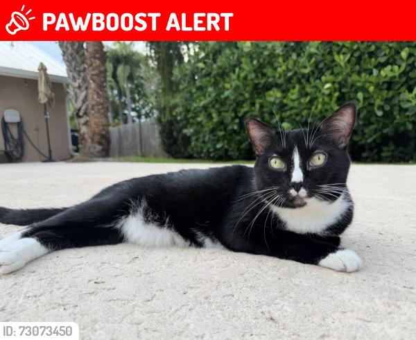Lost Female Cat last seen NW 20th Ave Stuart FL, North River Shores, FL 34994