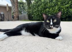 Lost Female Cat last seen NW 20th Ave Stuart FL, North River Shores, FL 34994