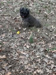 Lost Male Dog last seen Alice, Parksdale, Tulane, Hodge, Memphis, TN 38109