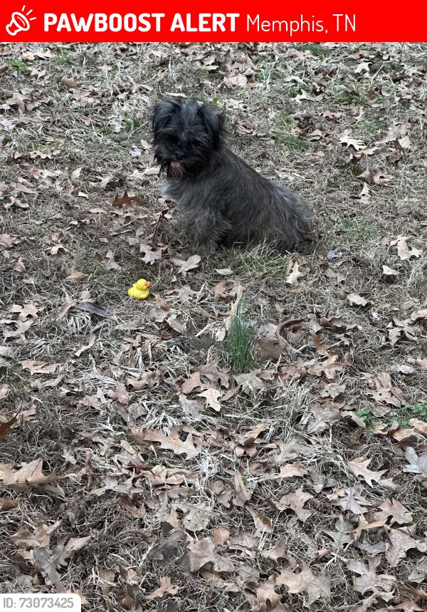 Lost Male Dog last seen Alice, Parksdale, Tulane, Hodge, Memphis, TN 38109