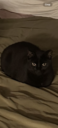 Lost Female Cat last seen Falcon drive , Bethlehem, PA 18017