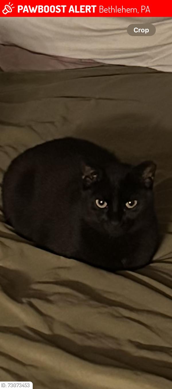 Lost Female Cat last seen Falcon drive , Bethlehem, PA 18017