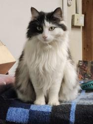 Lost Female Cat last seen Elder & Chukar Ln., Moreno Valley, CA 92555