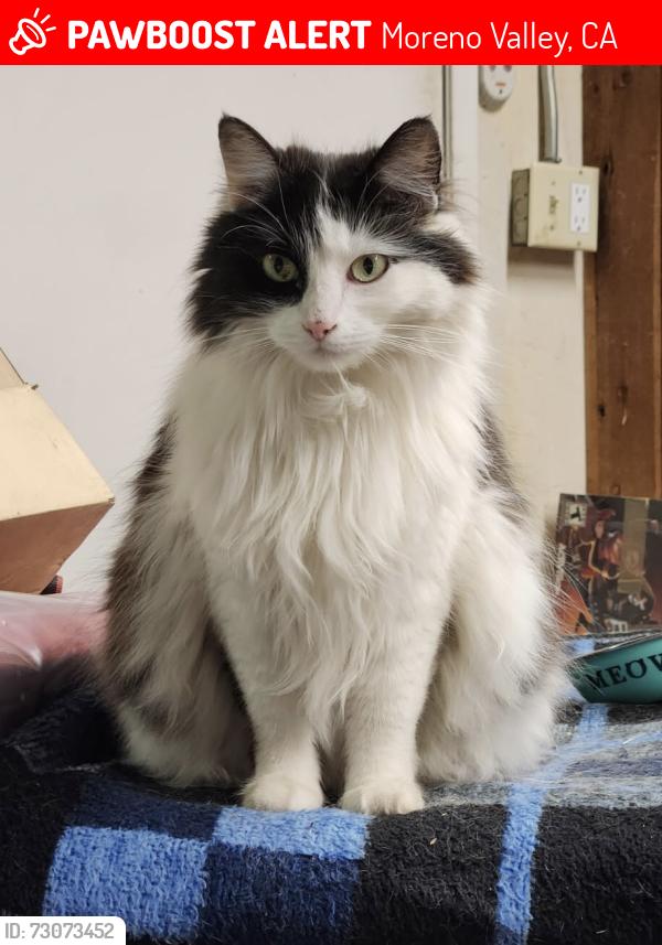 Lost Female Cat last seen Elder & Chukar Ln., Moreno Valley, CA 92555