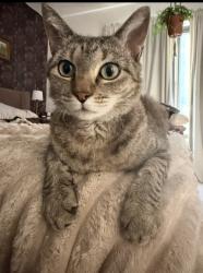 Lost Female Cat last seen Monterrey Blvd, St. Petersburg, FL 33704