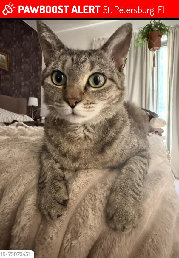 Lost Female Cat last seen Monterrey Blvd, St. Petersburg, FL 33704