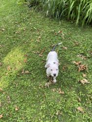 Found/Stray Female Dog last seen Vassar and Hill, Grand Blanc, MI 48439