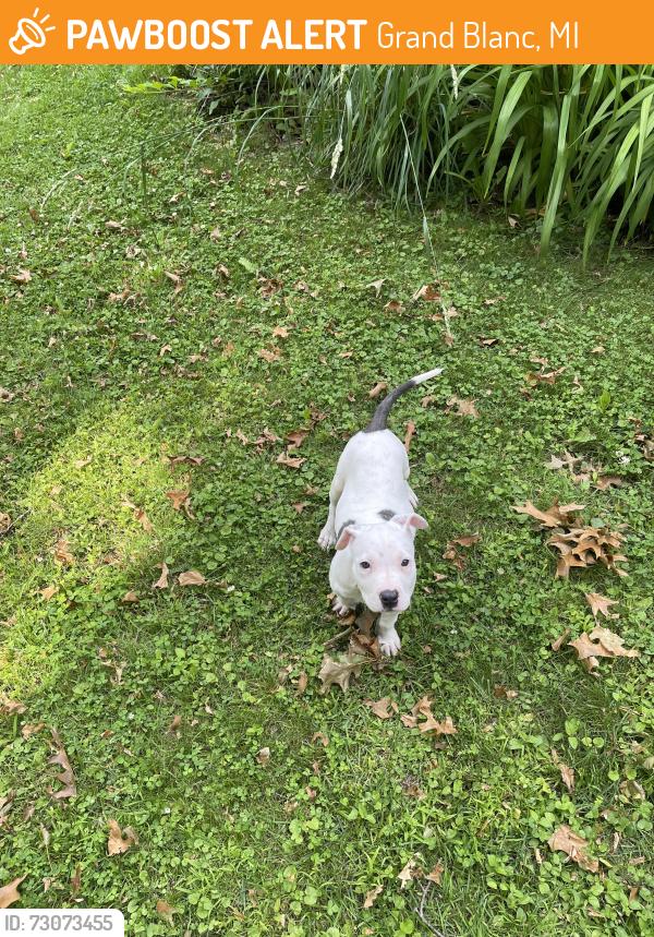 Found/Stray Female Dog last seen Vassar and Hill, Grand Blanc, MI 48439