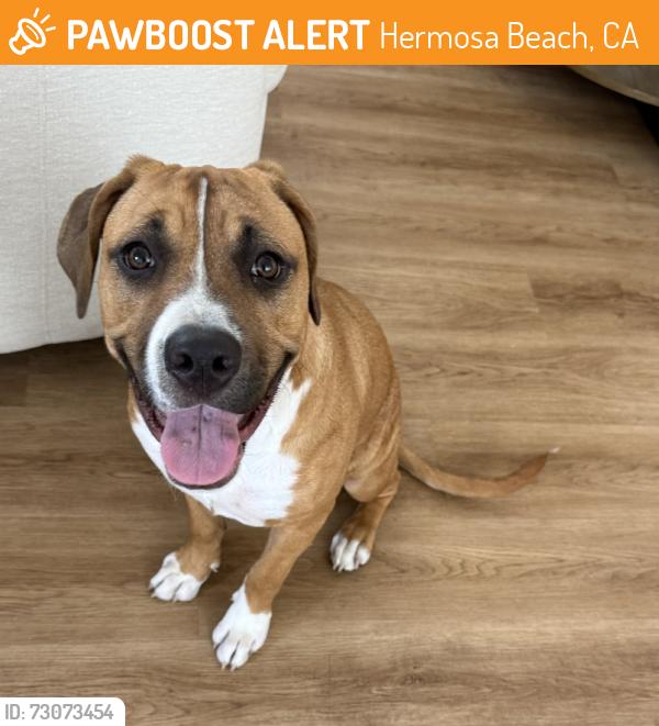 Found/Stray Female Dog last seen Aviation, Hermosa Beach, CA 90254
