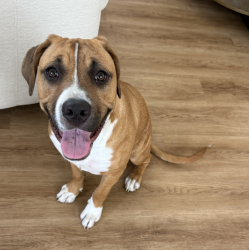 Found/Stray Female Dog last seen Aviation, Hermosa Beach, CA 90254