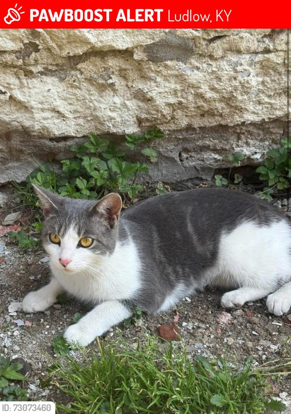 Lost Female Cat last seen ludlow school, Ludlow, KY 41016