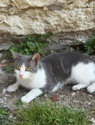 Lost Female Cat last seen ludlow school, Ludlow, KY 41016
