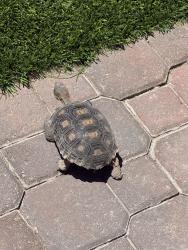 Found/Stray Unknown Reptile last seen Dorrell / Decatur, North Las Vegas, NV 89084