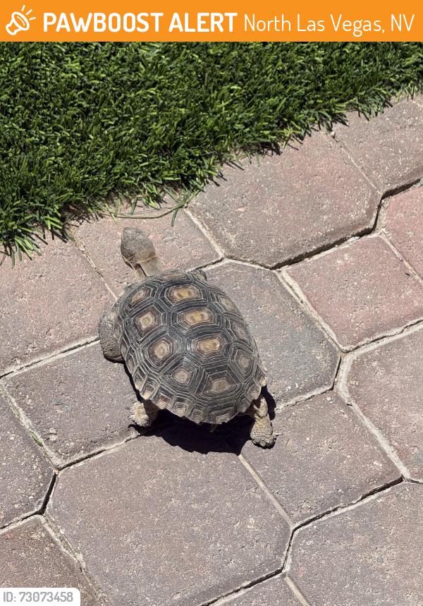 Found/Stray Unknown Reptile last seen Dorrell / Decatur, North Las Vegas, NV 89084