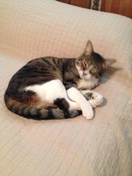 Lost Male Cat last seen Primerose and Live Oak Dr, El Cajon, CA 92020