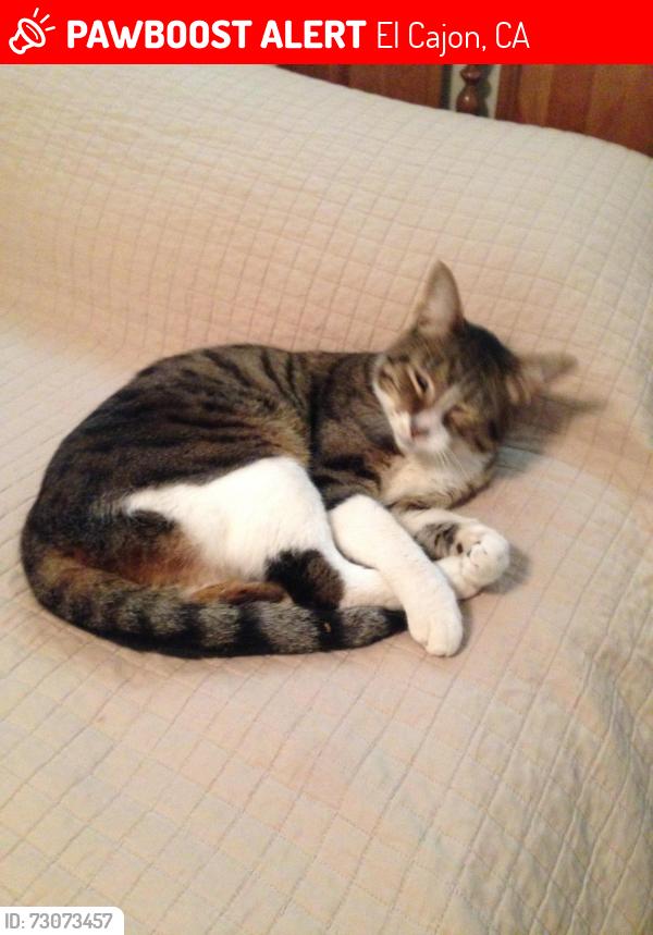 Lost Male Cat last seen Primerose and Live Oak Dr, El Cajon, CA 92020