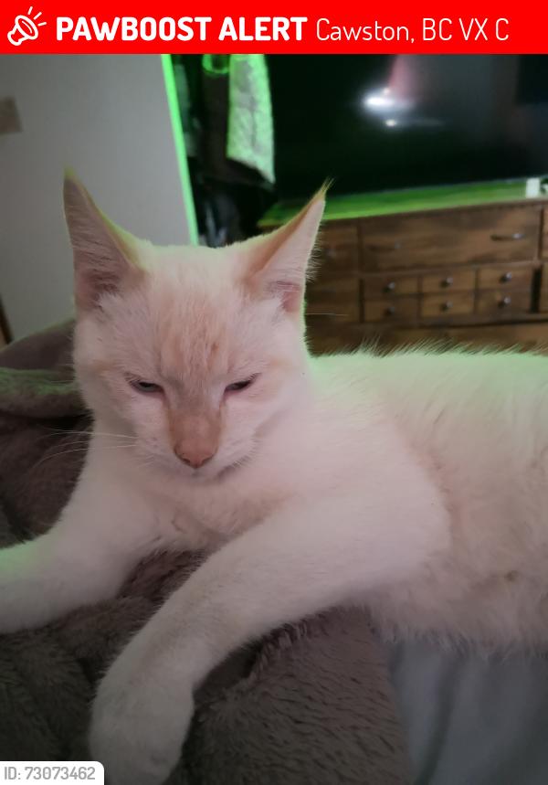 Lost Male Cat last seen highway 3, Cawston, BC V0X 1C2