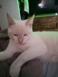 Lost Male Cat last seen highway 3, Cawston, BC V0X 1C2
